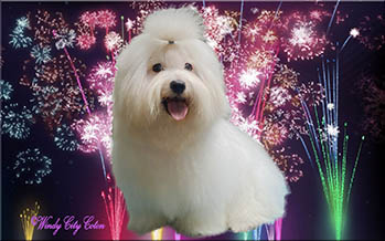 Coton de Tulear Breeders of Excellence Celebrate the Fourth of July